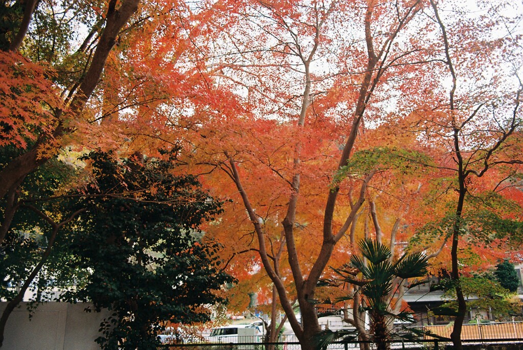 紅葉②