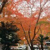 紅葉②