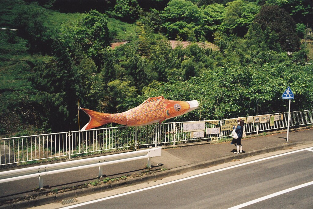 鯉のぼり