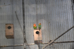 ルリゴシボタンインコ