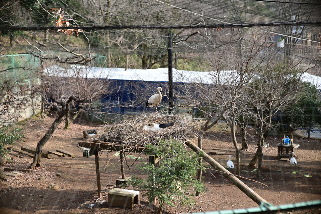 コウノトリ