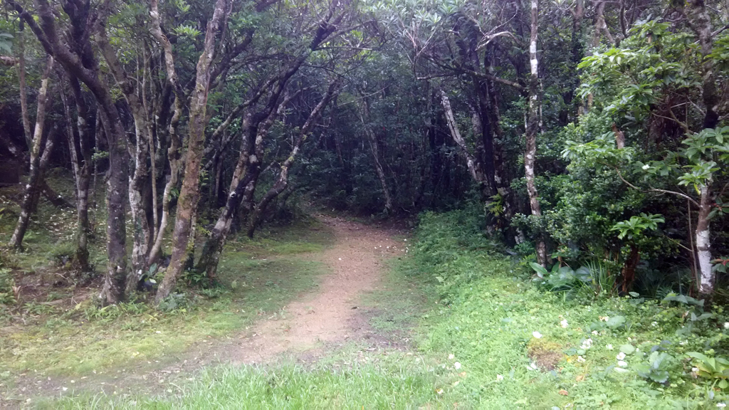 湯湾岳登山道