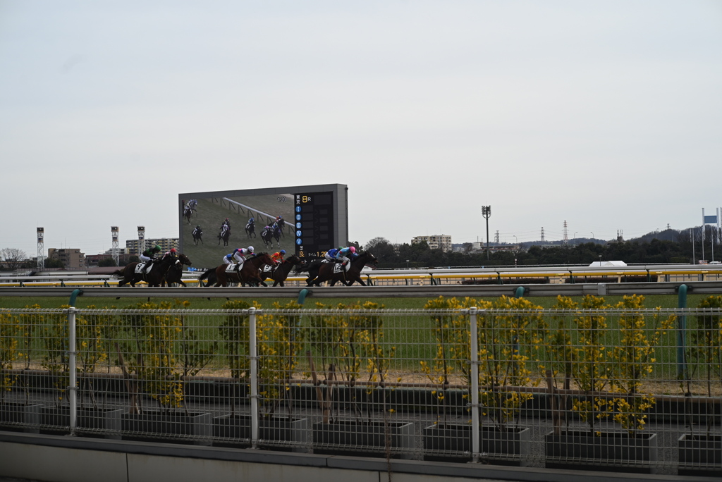 府中競馬場にて