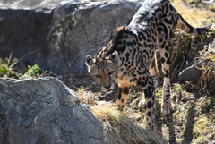 チーター