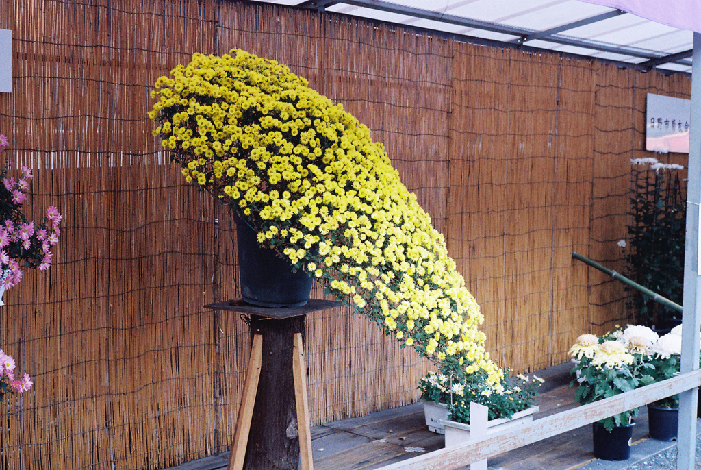 高幡不動尊菊まつりにて