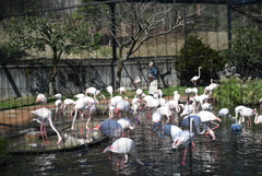 50mmレンズ1本で動物園めぐり