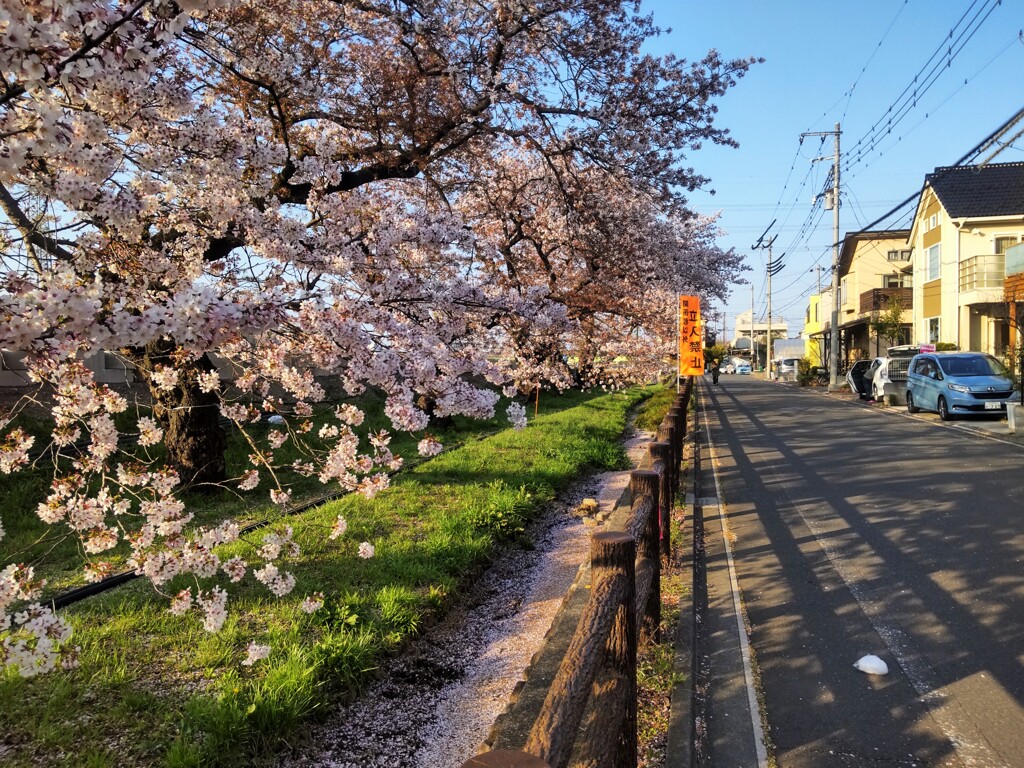 桜②