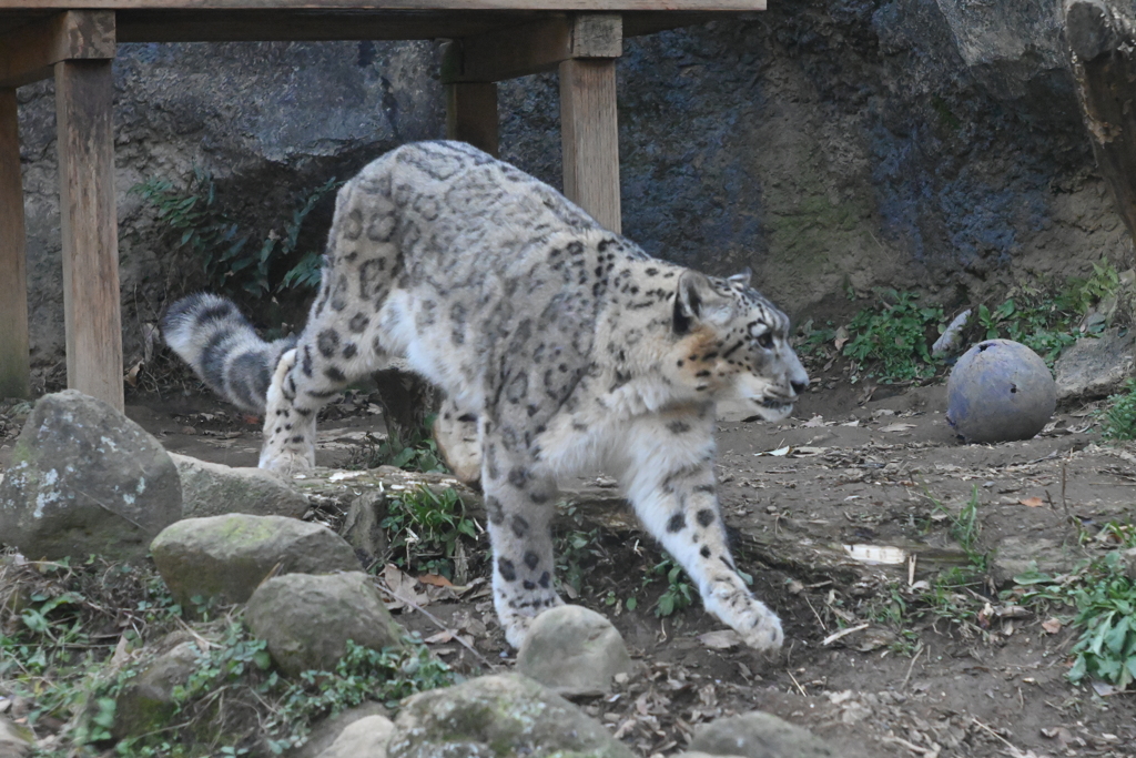 ユキヒョウ②