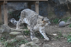 ユキヒョウ②