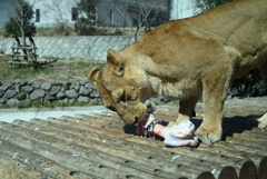 50mmレンズ1本で動物園めぐり