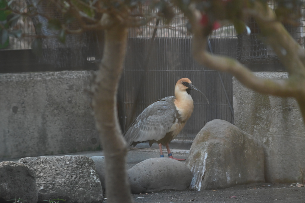 トキ舎にて