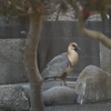 トキ舎にて