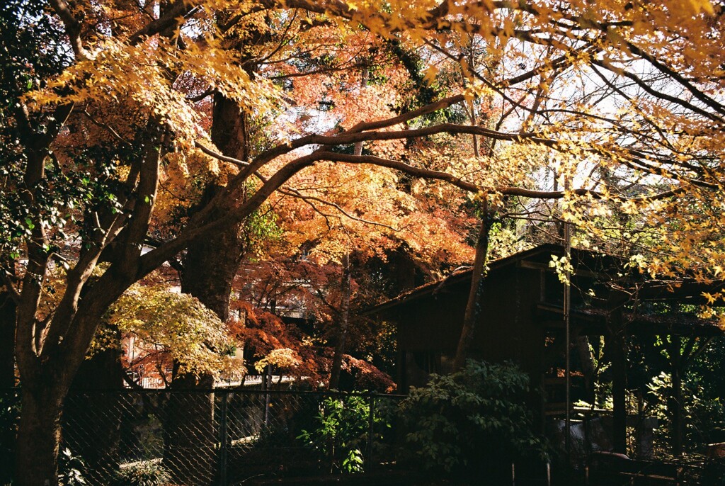 紅葉㉑