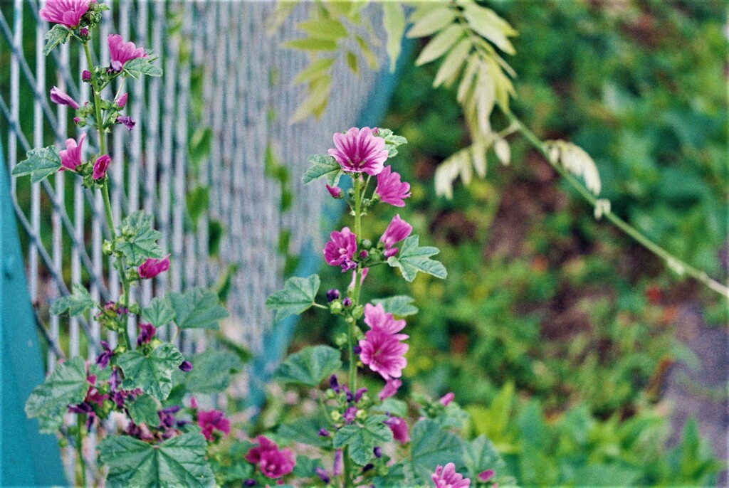 ライカで接写をやってみた