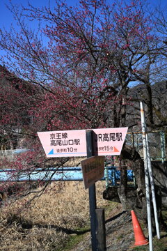 高尾梅郷遊歩道にて
