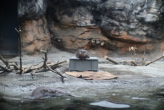コツメカワウソ