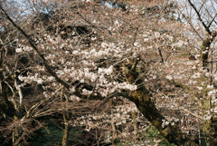 高尾山にて