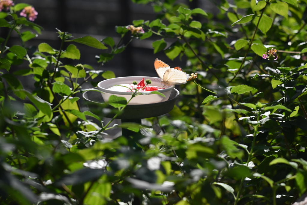 昆虫生態園にて③