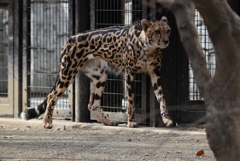チーター