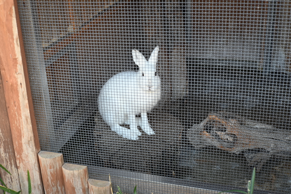 50mmレンズ1本で動物園めぐり