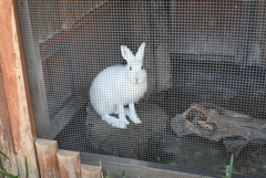 50mmレンズ1本で動物園めぐり