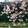 桜⑤
