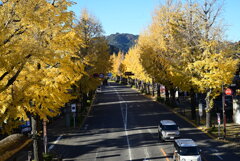 イチョウ並木①（相模湖方向）