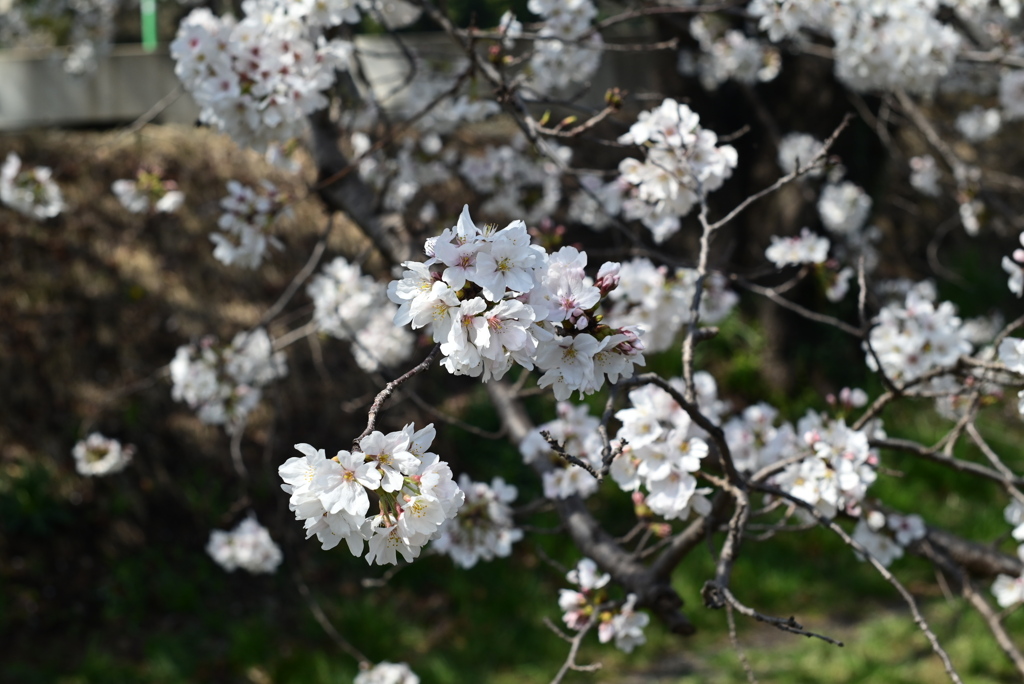 桜