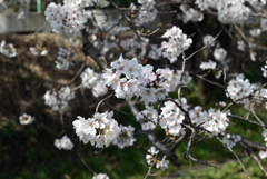 桜