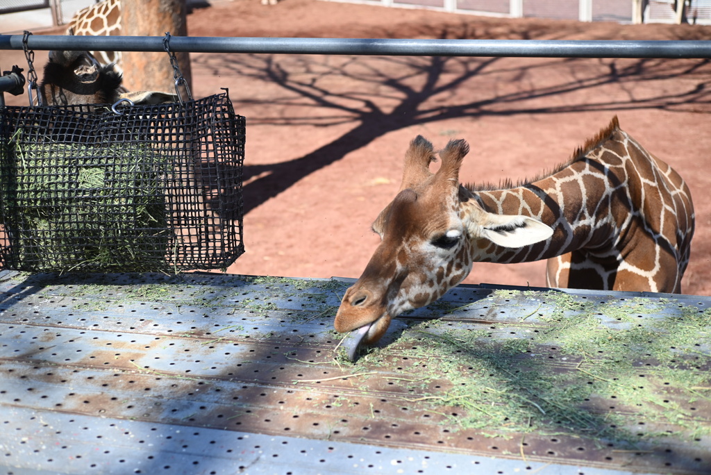 50mmレンズ1本で動物園めぐり