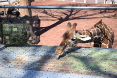 50mmレンズ1本で動物園めぐり