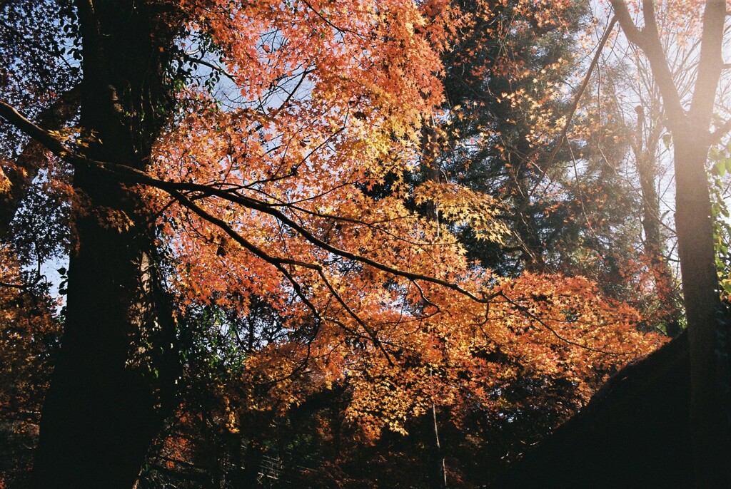 紅葉⑲