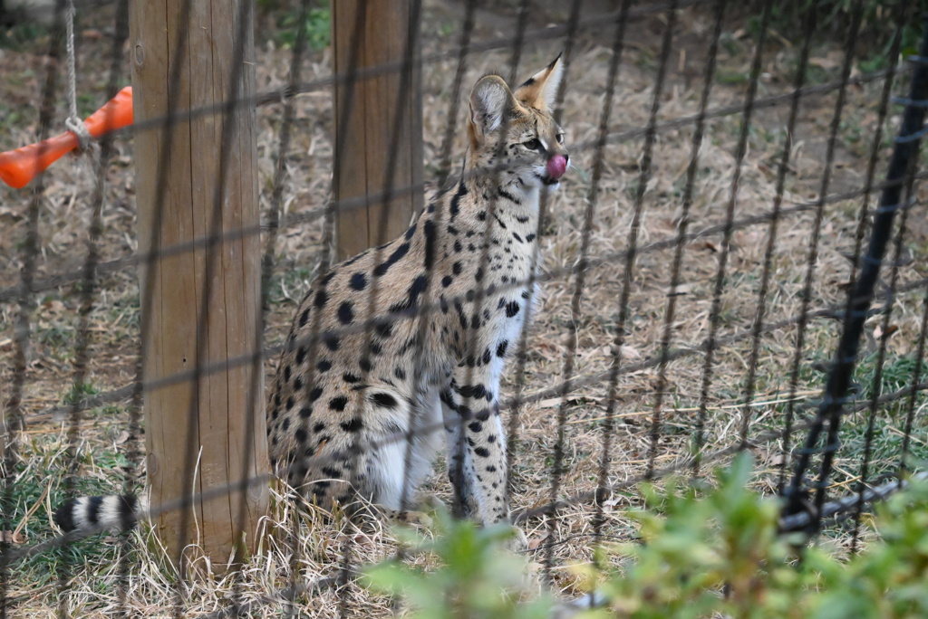 サーバルキャット⑦