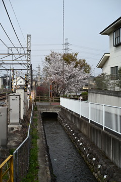 桜