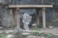 ユキヒョウ①
