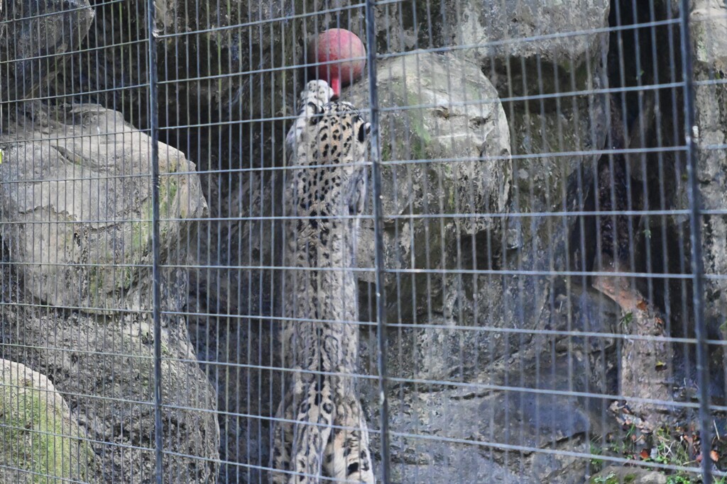 ユキヒョウ③