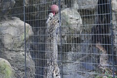 ユキヒョウ③