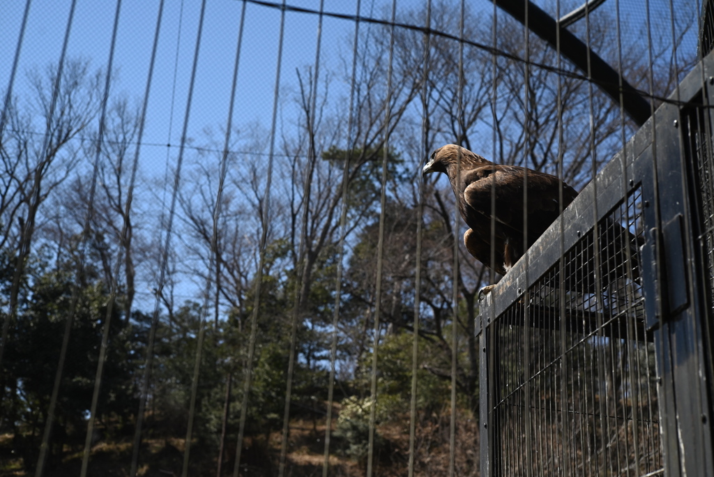 50mmレンズ1本で動物園めぐり