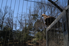 50mmレンズ1本で動物園めぐり