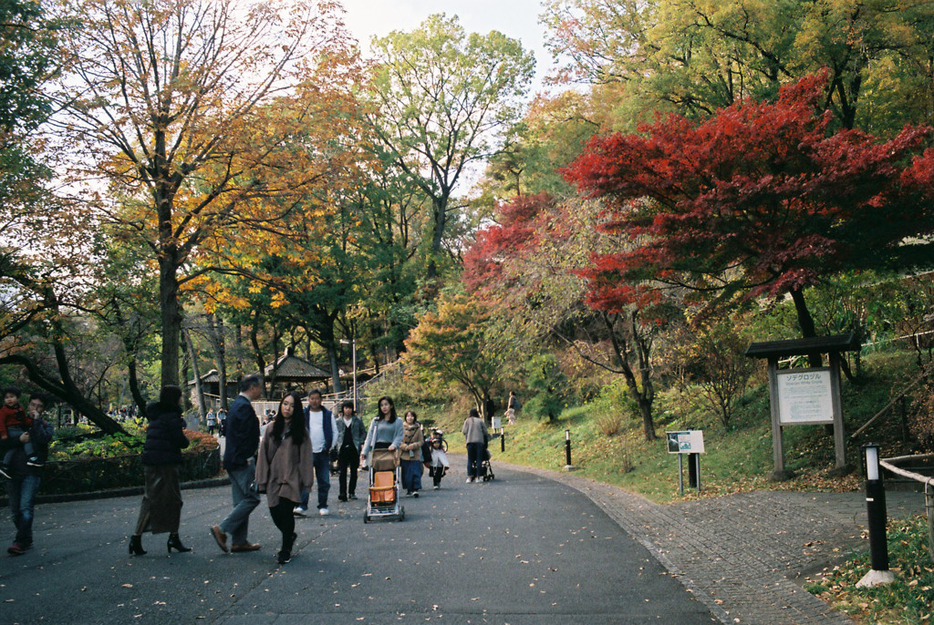 多摩動物園の紅葉