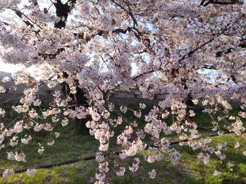 桜③