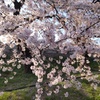桜③