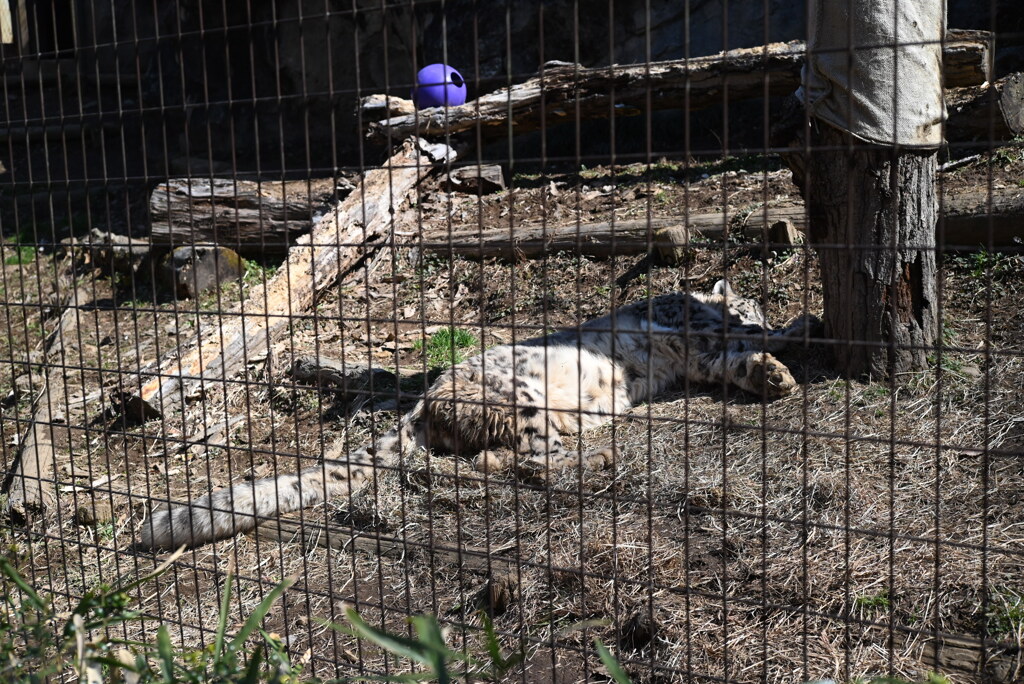 50mmレンズ1本で動物園めぐり