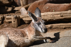 カンガルー