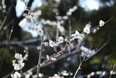 百草園にて