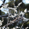 百草園にて