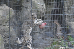 ユキヒョウ④