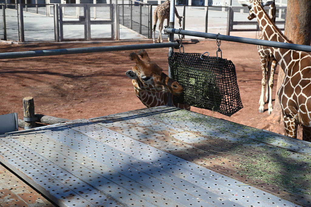 50mmレンズ1本で動物園めぐり