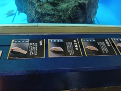 水槽の魚の説明