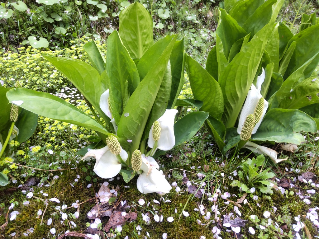 水芭蕉①